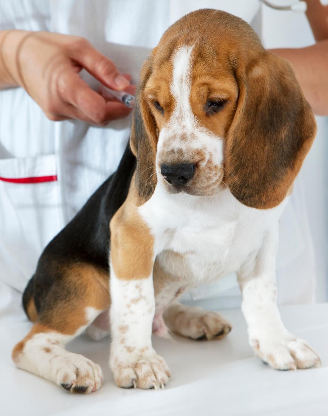 Puppy Vaccination Schedule + What Vaccines Should My Puppy Get?